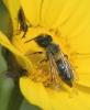 Andrena sp.
